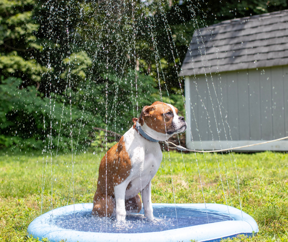 Refreshing Dog Sprinkler Pad